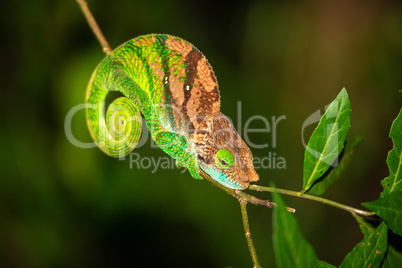 Colorful chameleon on a branch of a tree