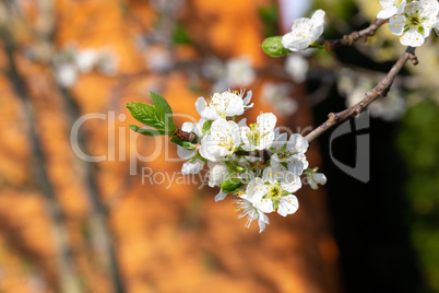 White cherry blossoms with the first green leaves