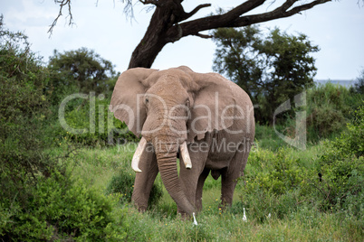 An elephant in the savannh of a national park