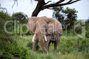 An elephant in the savannh of a national park