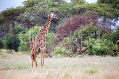 Giraffe is walking in the savannah between the plants