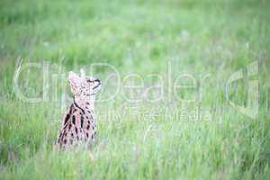 Serval cat in the grassland of the savannah in Kenya