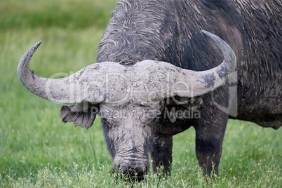 One big buffalo in the grassland of the savannah