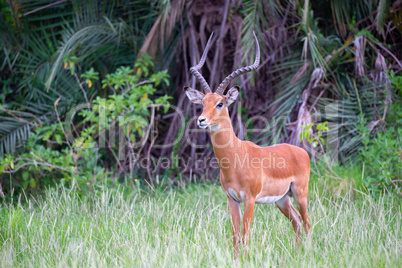 An antelope is standing in the grass in front of the bush