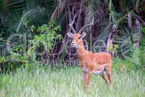 An antelope is standing in the grass in front of the bush