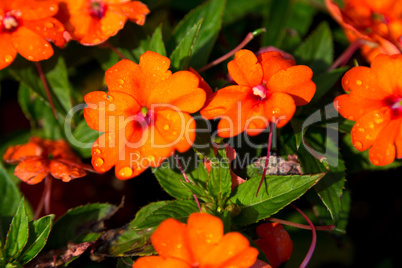 Orange flowers with drops of water on the flowers