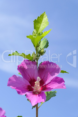 A beautiful pink flower with a blue sky in the background