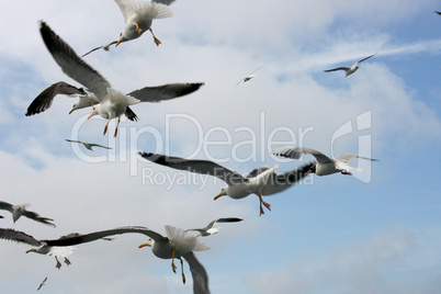 Fliegende Silbermöwe  flying gull  (Larus argentatus)