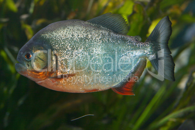 Roter Piranha   Red Piranha   (Pygocentrus nattereri)