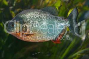 Roter Piranha   Red Piranha   (Pygocentrus nattereri)