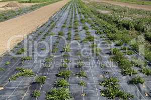 Plants growing in lines in an organic farm with mulching film