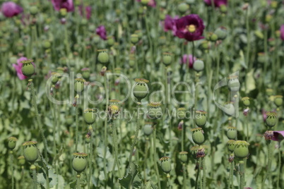 Poppys Flowers and poppy boxes in the garden