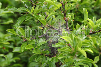 Nesting web of buterfly caterpillars hanging from the branches of a tree