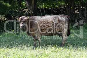 Highland cow in a farmers farm in summer