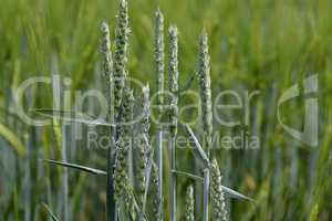 Ears of green wheat in early summer