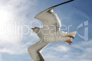 Fliegende Silbermöwe  flying gull  (Larus argentatus)