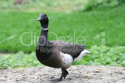 Pazifische Ringelgans   Brent Goose  (Branta bernicla bernicla)