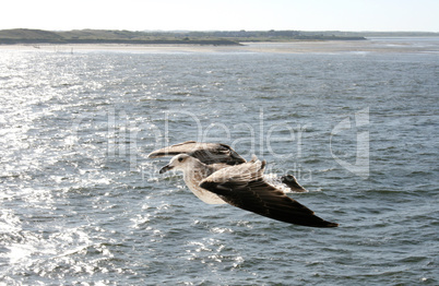 Fliegende Silbermöwe  flying gull  (Larus argentatus)