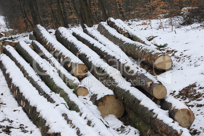 Baumstämme  Logs