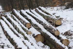 Baumstämme  Logs