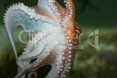 Krake  octopus   (Octopoda)
