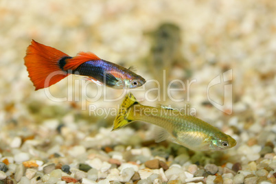 Guppy   (Poecilia reticulata)