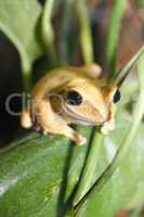 kleiner Frosch   small frog