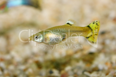 Guppy   (Poecilia reticulata)