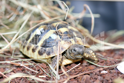 Griechische Landschildkröte  Hermann's tortoise  (Testudo hermanni boettgeri)