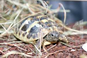 Griechische Landschildkröte  Hermann's tortoise  (Testudo hermanni boettgeri)