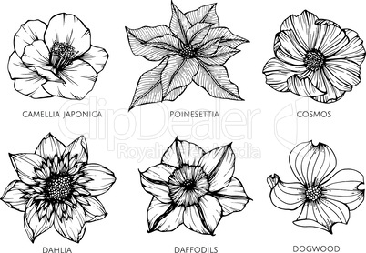 Collection set of flower drawing illustration.