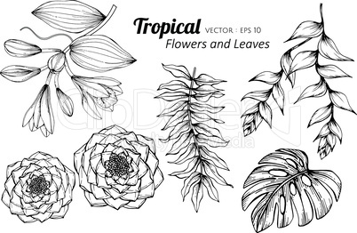 Collection set of Tropical flower and leaves drawing illustration.