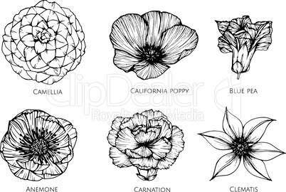 Collection set of flower drawing illustration.