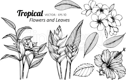 Collection set of Tropical flower and leaves drawing illustration.