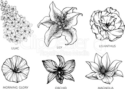 Collection set of flower drawing illustration.