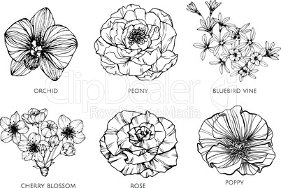 Collection set of flower drawing illustration.