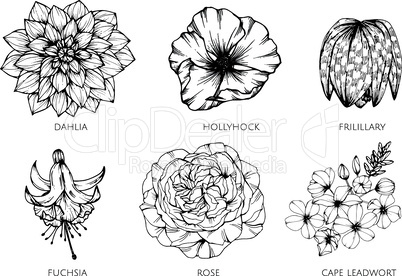 Collection set of flower drawing illustration.