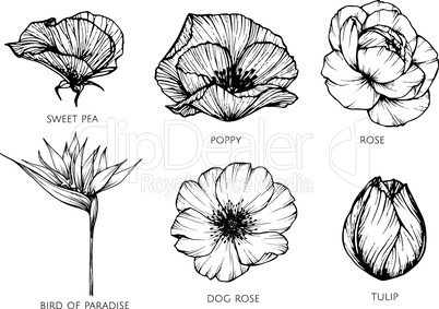 Collection set of flower drawing illustration.