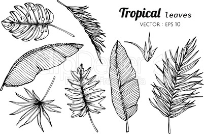 Collection set of Tropical leaves drawing illustration.