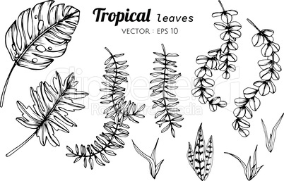 Collection set of Tropical leaves drawing illustration.