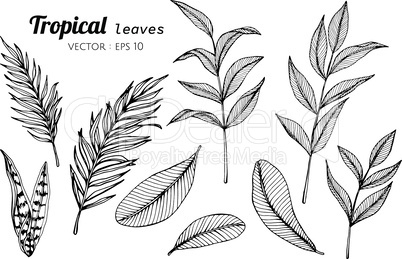 Collection set of Tropical leaves drawing illustration.