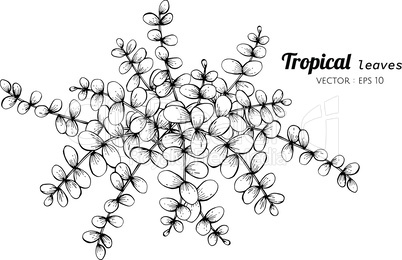 Tropical leaves drawing illustration.