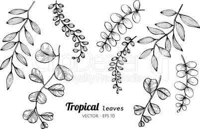 Collection set of Tropical leaves drawing illustration.