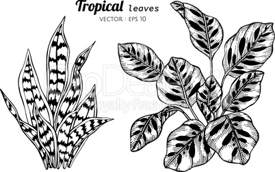 Collection set of Tropical leaves drawing illustration.