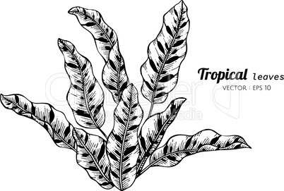 Collection set of Tropical leaves drawing illustration.