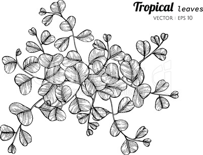 Tropical leaves drawing illustration.