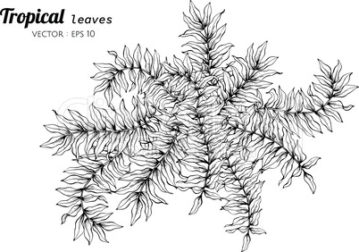 Tropical leaves drawing illustration.