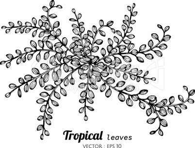 Tropical leaves drawing illustration.