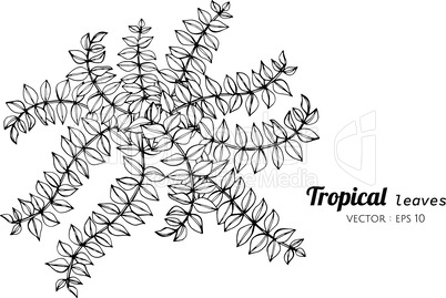 Tropical leaves drawing illustration.