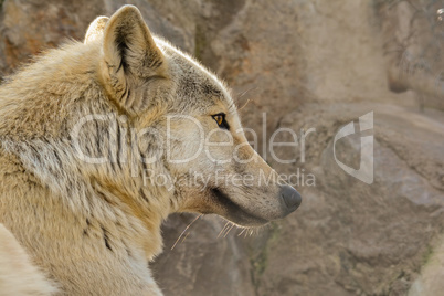 Young grey wolf close up, side view